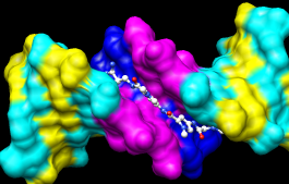 molecular surface