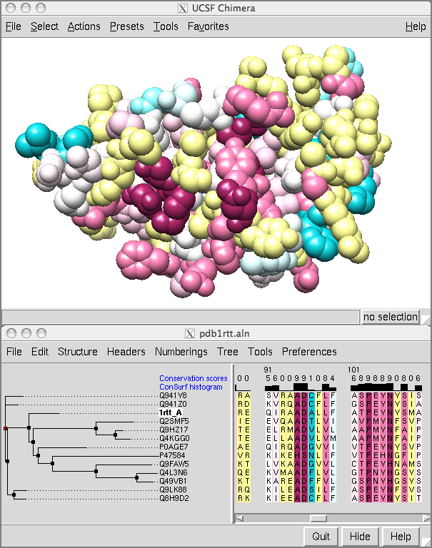 Consurf coloring and alignment