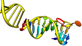 nucleotide displays