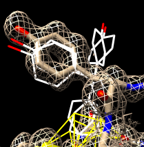 tyrosine rotamers