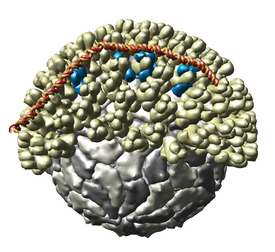 Multiscale Models